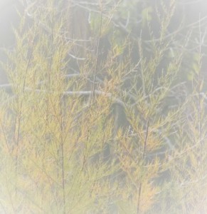 dscn2299.jpg